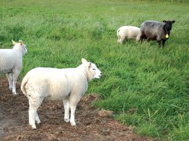 5 Tage Insel-Auszeit & Dünenruhe auf Ameland genießen