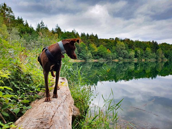 Urlaub mit Hund in der Rhein-Neckar Region – 5 Tage in Walldorf Frühstück