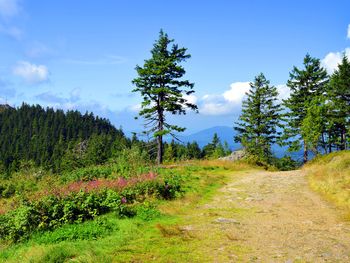 Eine Woche im Bayerischen Wald mit All incl. Light