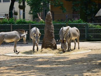 Für große und kleine Tierfans: Frankfurt Zoo erleben