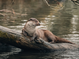 Tierpark Sababurg mit Hotel