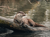 Tierpark Sababurg mit Hotel