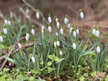 Frühlingserwachen im Wald