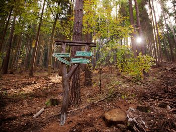 Wintererwachen im Wald