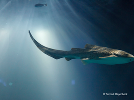 Tierpark und Tropen Aquarium Hagenbeck in Hamburg mit Hotel