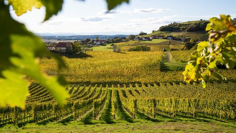 Weinberge in der Steiermark