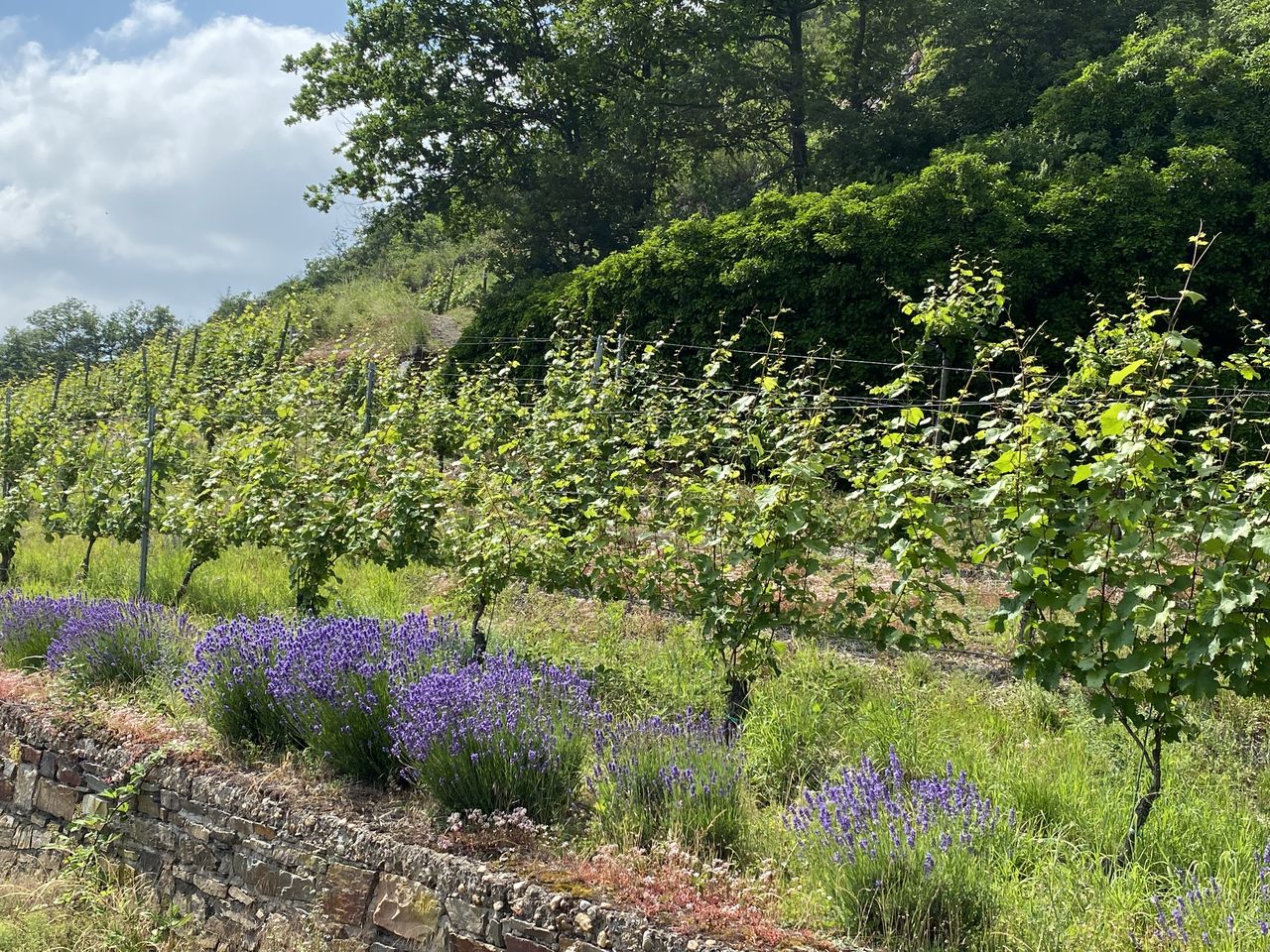 5 Tage - Bettgeflüster an der Mosel