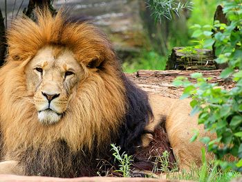 2 Tage - Tierisches Vergnügen in Zoom Erlebniswelt