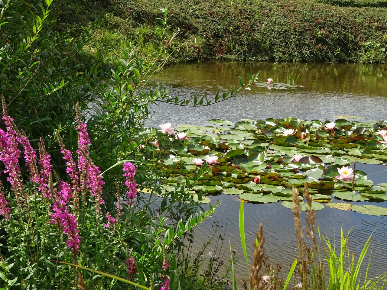 4 Tage Halbpension im Naturparadies auf Rügen