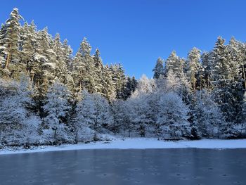 Wintererwachen im Wald