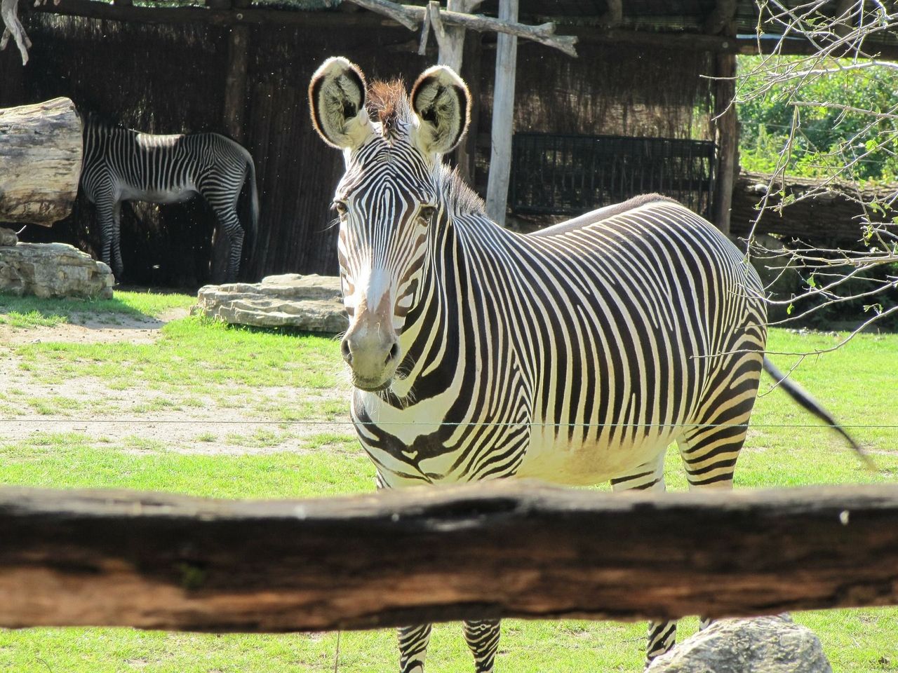 Mit Zebrastreifen auf Zoo-Streife - 1 Nacht Leipzig