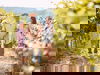 Fränkisches Weinland und Würzburg Special