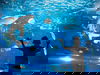 Wildlife Safari - Zoo & Aquazoo Schmiding | 5 Tage