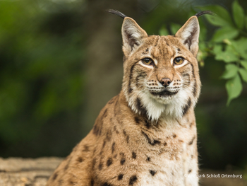 Wildpark Schloss Ortenburg