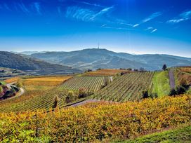 2 Tage Genussreise in die Europastadt Breisach m. HP