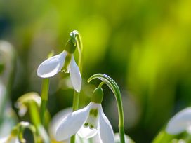 Detox-Frühling im Schwarzwald