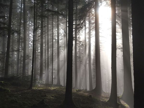 3 Tage Mai Auszeit in Alpirsbach, Baden-Württemberg inkl. Frühstück