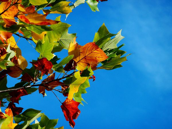 4 Tage Herbst & Harmonie im Hochschwarzwald in Bad Krozingen, Baden-Württemberg inkl. Halbpension