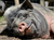 Tierpark Sababurg mit Hotel