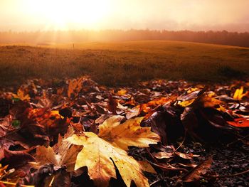 3 Tage Herbstkurztrip im Ferien Hotel Fläming mit HP+