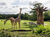 Opel-Zoo Tickets mit Hotel
