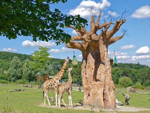 2 Tage Familientage im Opel Zoo in Frankfurt am Main, Hessen inkl. Frühstück