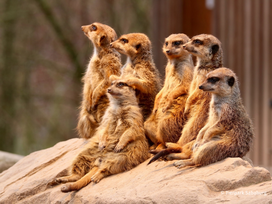 Tierpark Sababurg mit Hotel