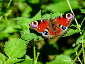 Wildpark Schloss Ortenburg