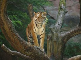 Tiergarten Nürnberg mit Hotel