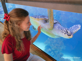 Meeresmuseum Stralsund mit Ticket und Hotel