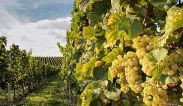 Rheingau