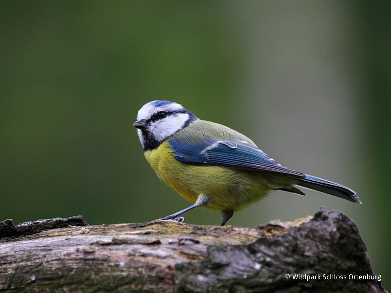 Wildpark Schloss Ortenburg