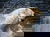 Tierisches Familien-Abenteuer Zoo Dresden - 5 Tage