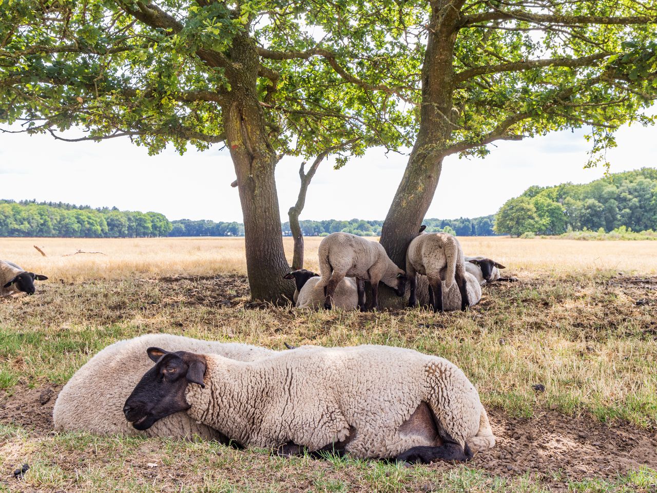 5 Tage Wellness-Auszeit von Wald und Heide umgeben