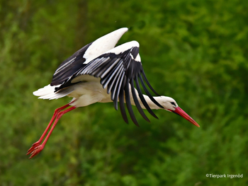 Tierpark Irgenöd