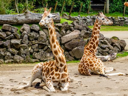 Tierischer Sommer-Deal - 2 Tage inkl. Eintritt "Wilhelma"