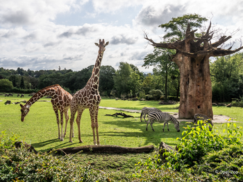 Opel-Zoo Tickets mit Hotel