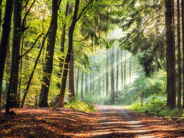 Entspannte Tage im Komfort-Apartment mit eBikes in Breuna Frühstück