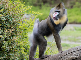 Serengeti-Park Hodenhagen mit Ticket und Hotel