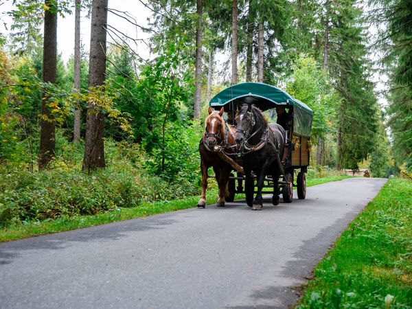 Himmelfahrt & Pfingst-Urlaub + Kremserfahrt und HP+ in Niemegk Halbpension Plus