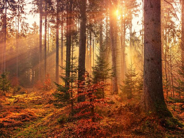 Auf den Traumschleifen – 5 Tage Hunsrück-Erlebnis in Idar-Oberstein Frühstück