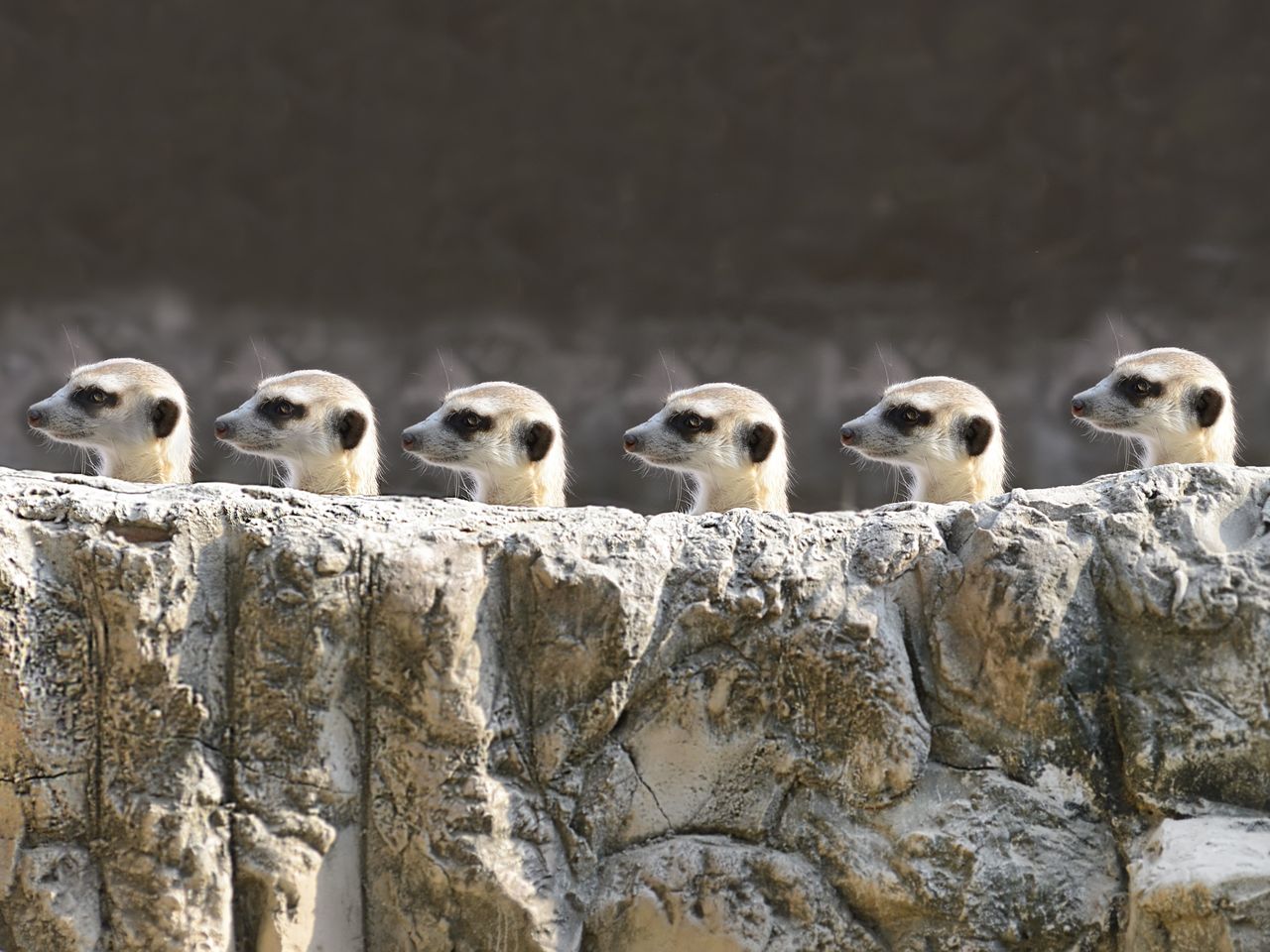 Tierische Abenteuer im Zoo Köln - 2 Tage