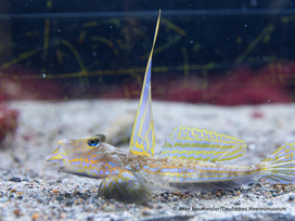 OZEANEUM Stralsund mit Ticket und Hotel