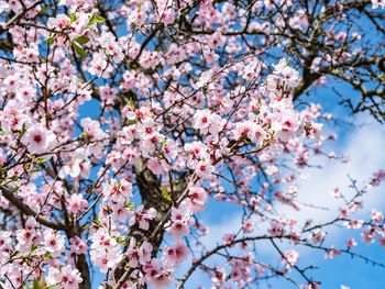 3 Rosa Wandertage zu Mandelblüte in Neustadt