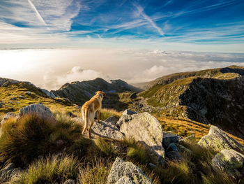 4 Pfoten auf der Suche nach Bergabenteuern (2 Tage)