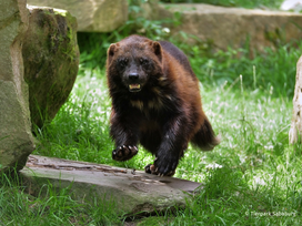 Tierpark Sababurg mit Hotel