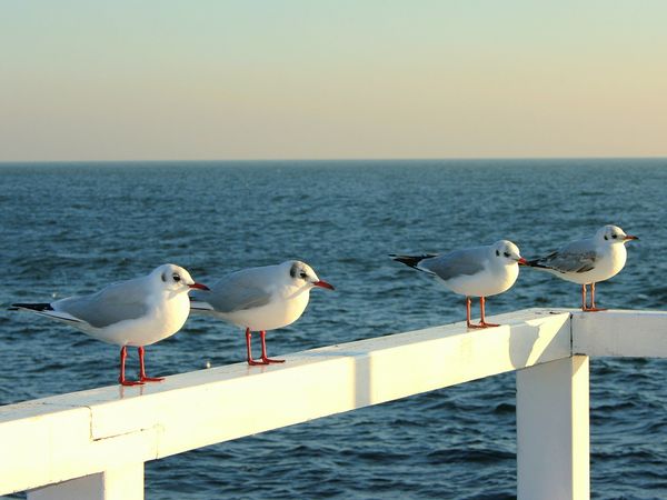 3 Tage die Hansestadt Danzig erleben mit Frühstück, Pommern inkl. Frühstück