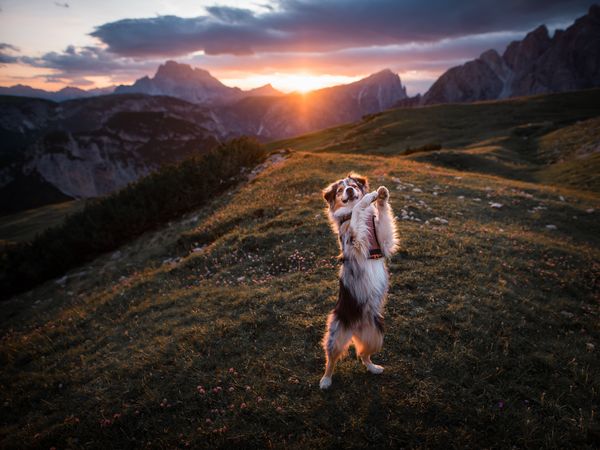 Freude auf 4 Pfoten St. Englmar mit dem Hund | 3 Tage in Neukirchen (Niederbayern), Bayern inkl. Frühstück