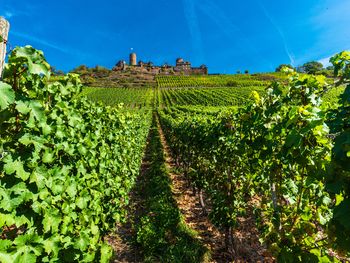 Burg Cafe Versuchung an der Mosel