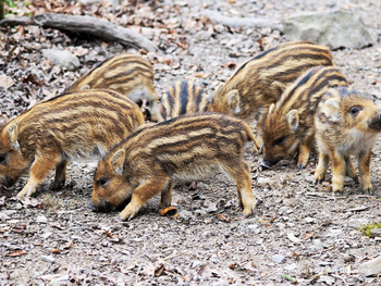 Wildpark Schloss Ortenburg